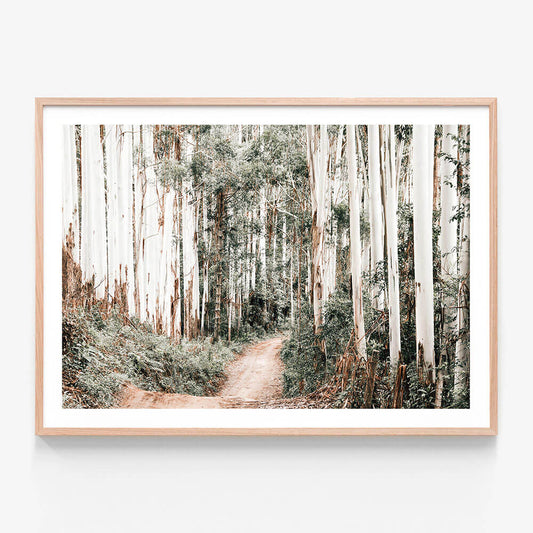 Through the Forest