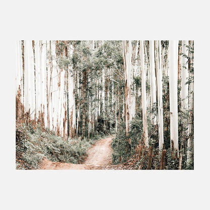 Through the Forest