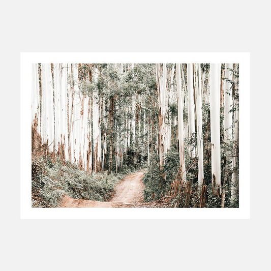 Through the Forest