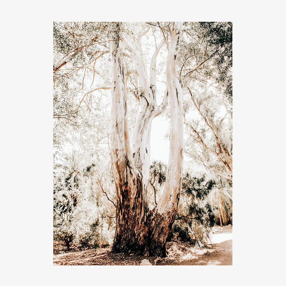 Towering Gum