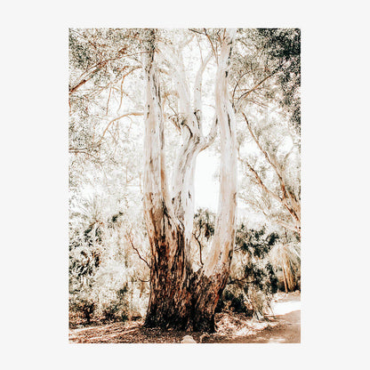 Towering Gum