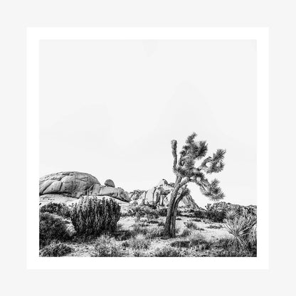 Twentynine Palms