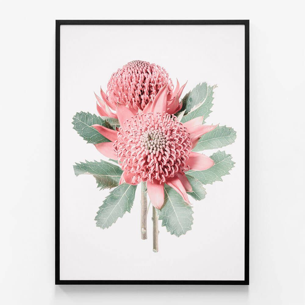 Twin Waratahs