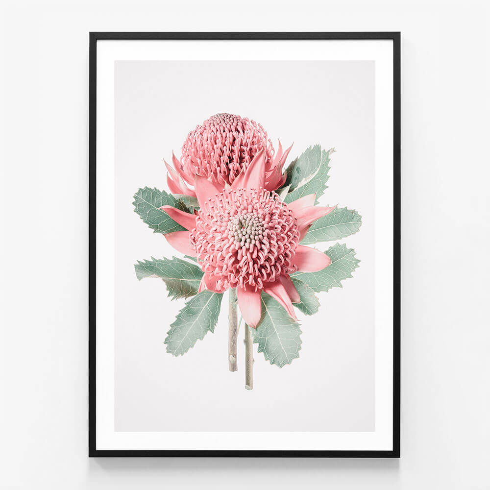 Twin Waratahs