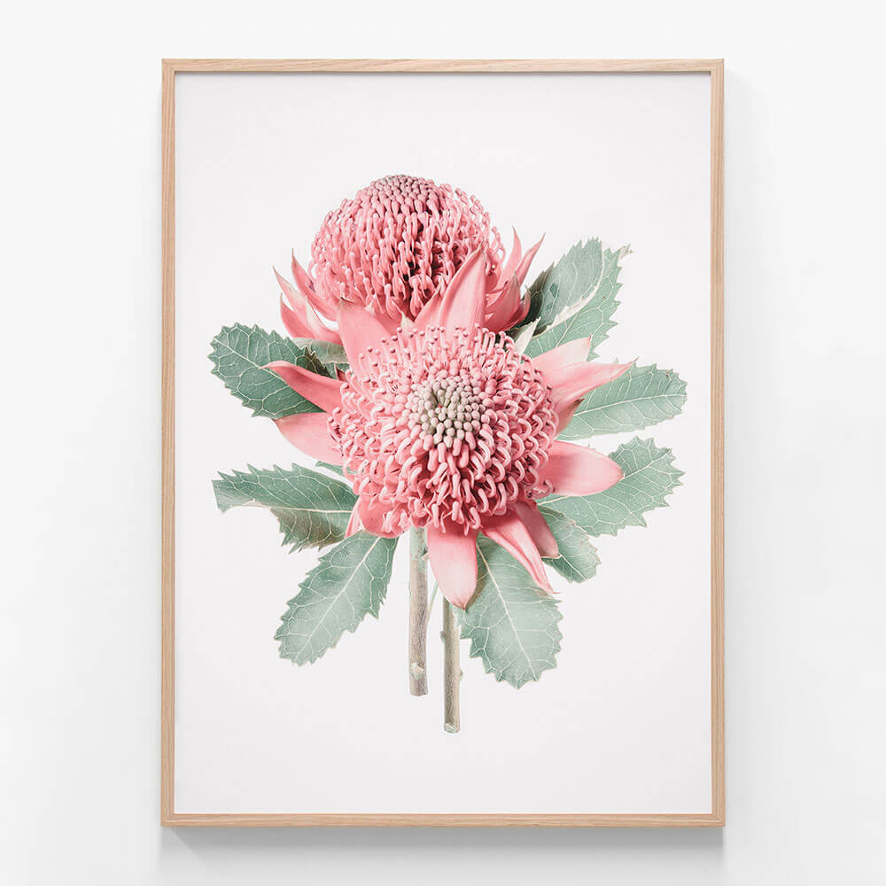 Twin Waratahs