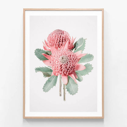 Twin Waratahs