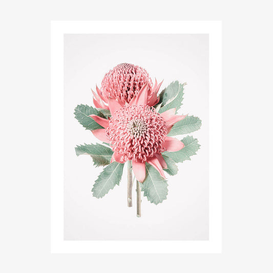 Twin Waratahs