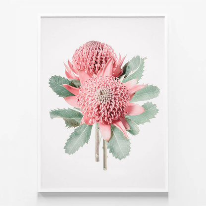 Twin Waratahs