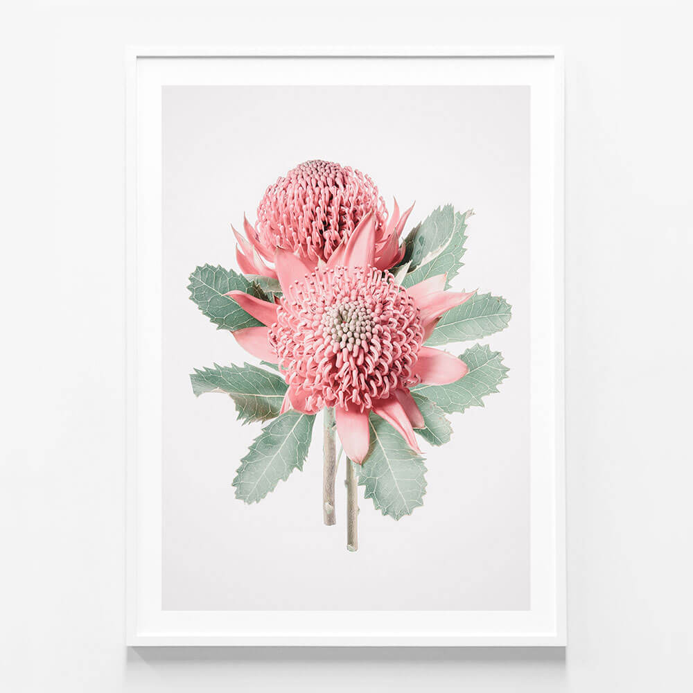 Twin Waratahs