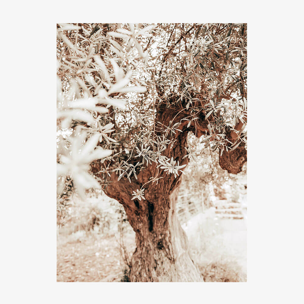 Vintage Grove