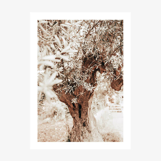 Vintage Grove