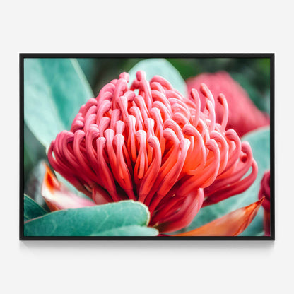 Waratah Flower