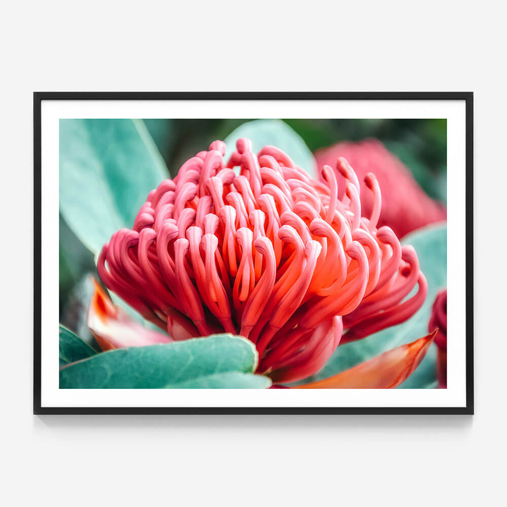 Waratah Flower
