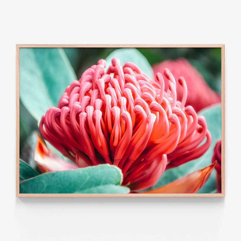 Waratah Flower