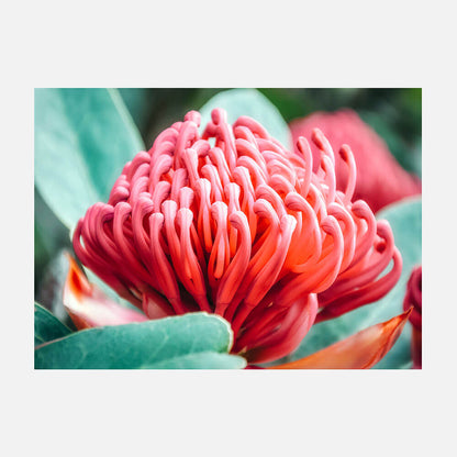 Waratah Flower