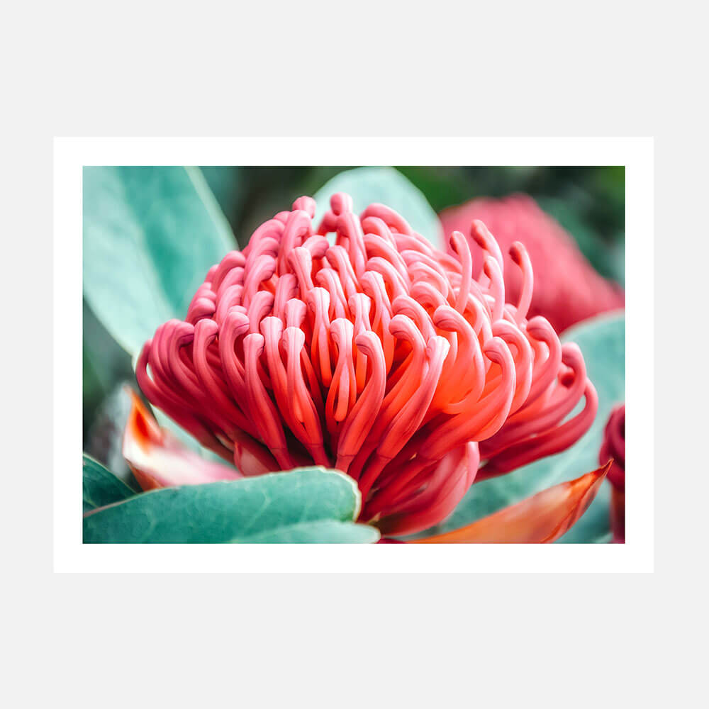 Waratah Flower
