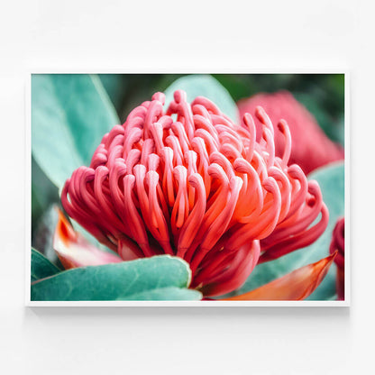 Waratah Flower