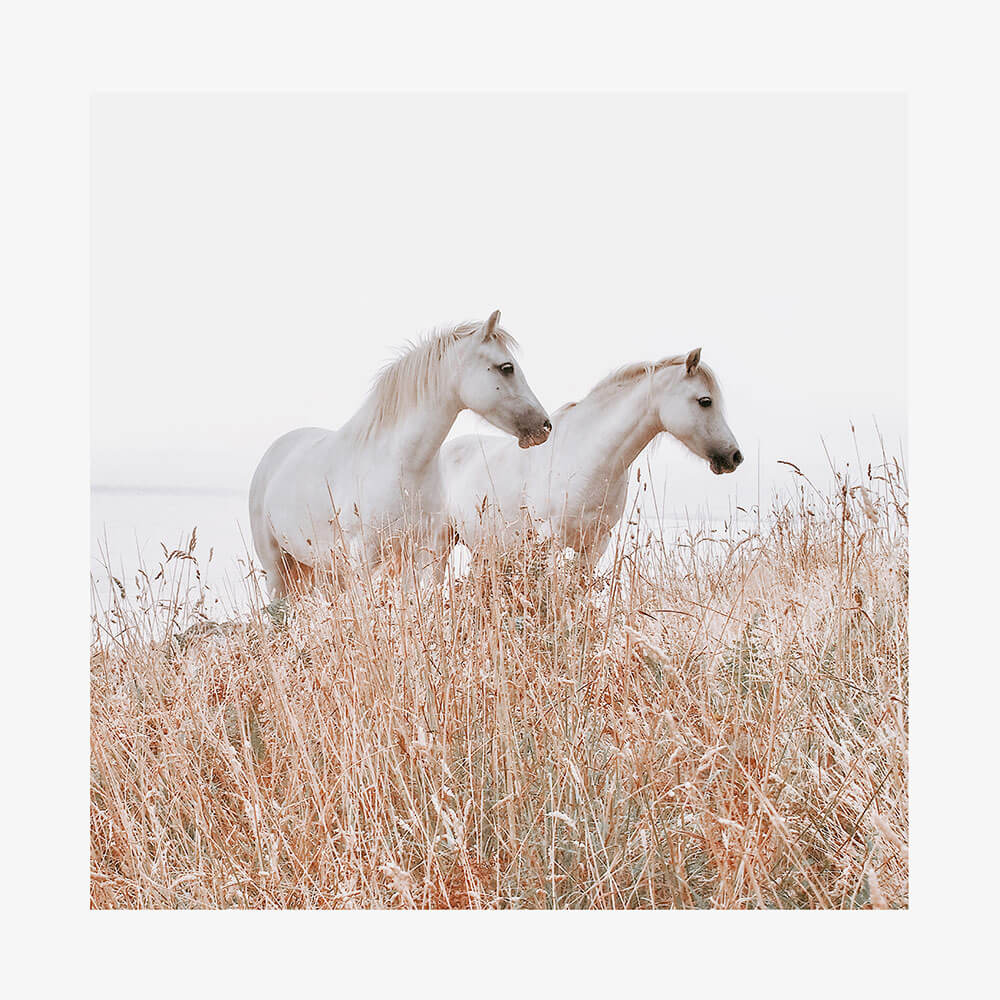 Welsh Horses