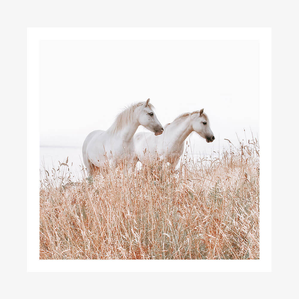 Welsh Horses