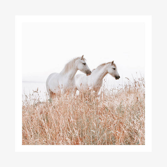 Welsh Horses