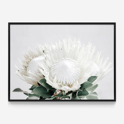 White Proteas