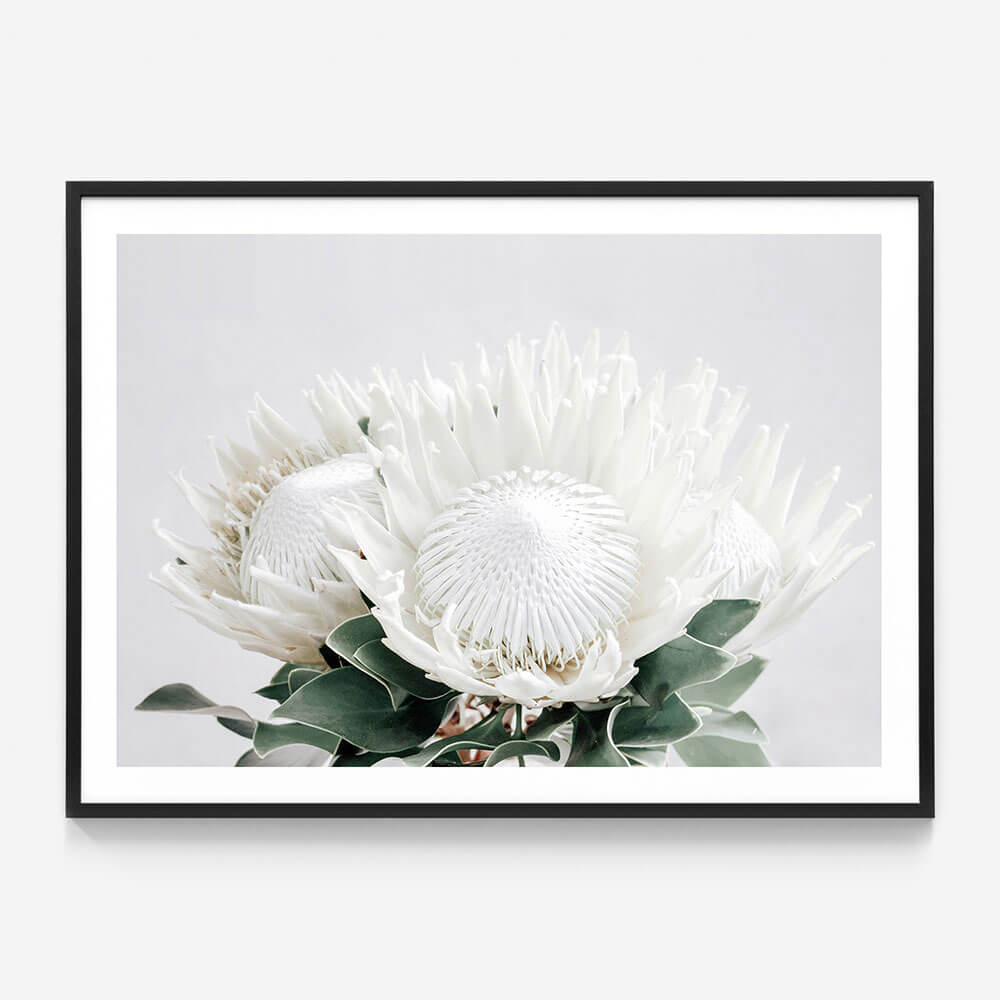White Proteas