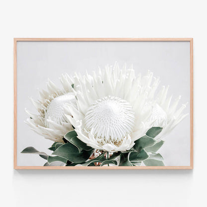 White Proteas