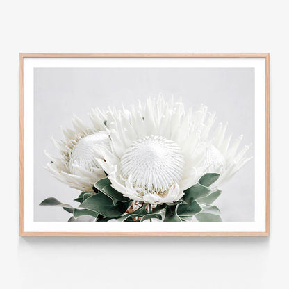 White Proteas