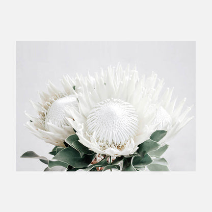 White Proteas