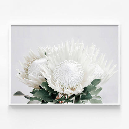 White Proteas
