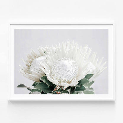 White Proteas