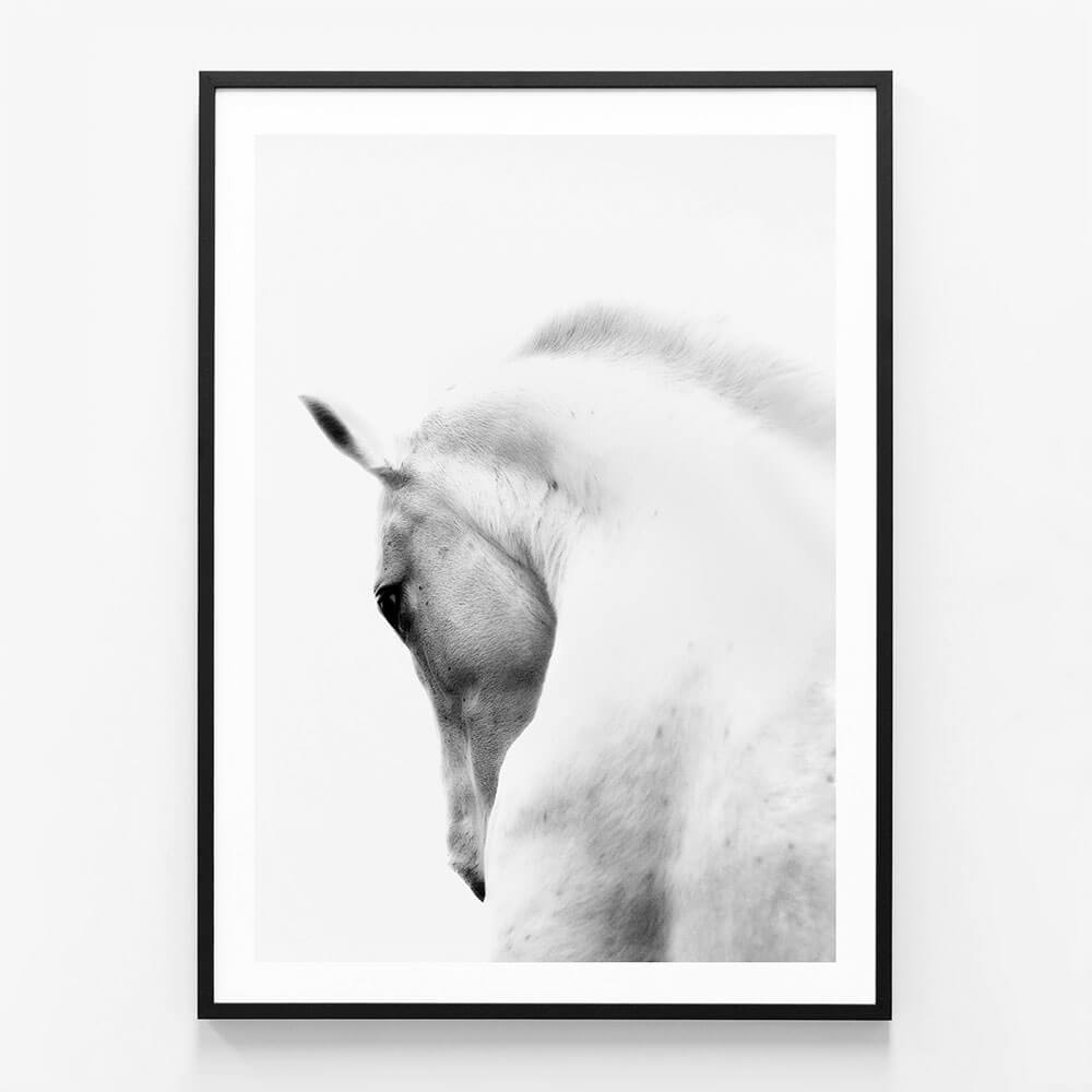 White Stallion