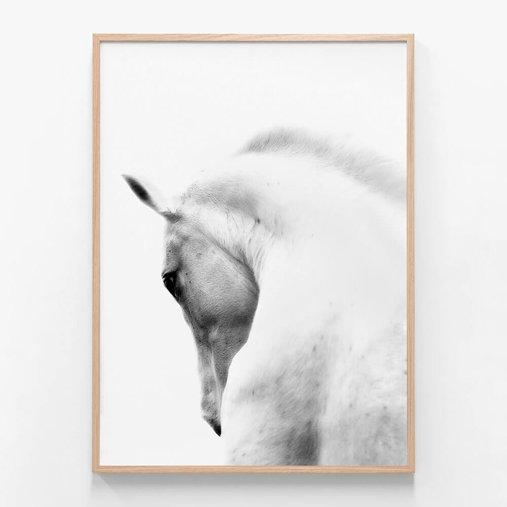 White Stallion