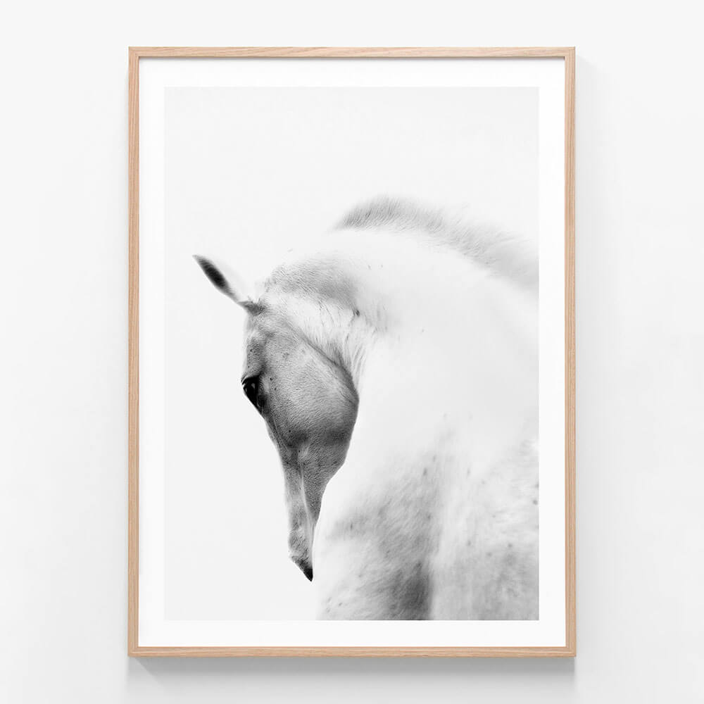 White Stallion