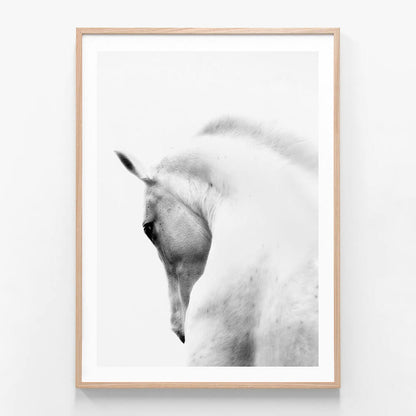 White Stallion