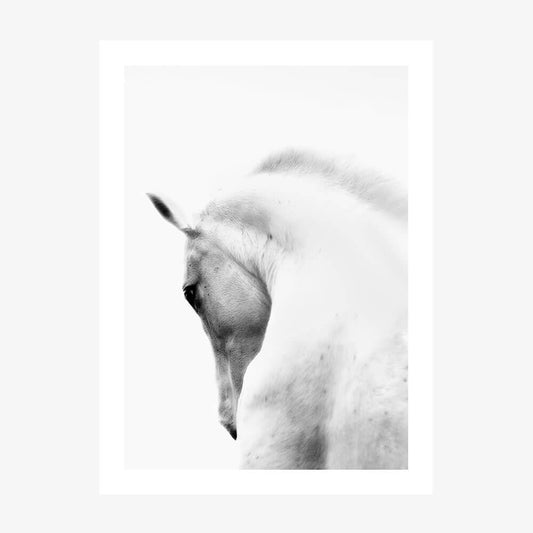 White Stallion