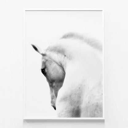 White Stallion