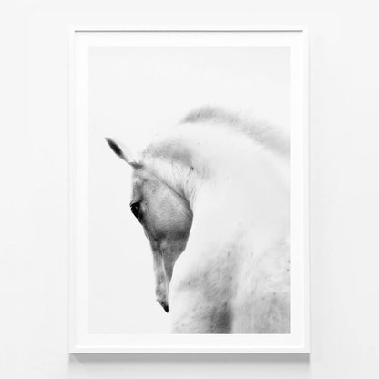White Stallion