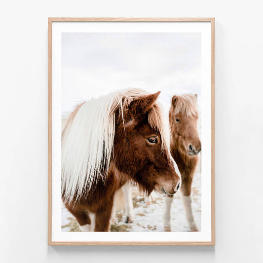 A framed photography print featuring two horses, one with a white mane and another with a brown mane, in a wintry setting with snow on the ground.