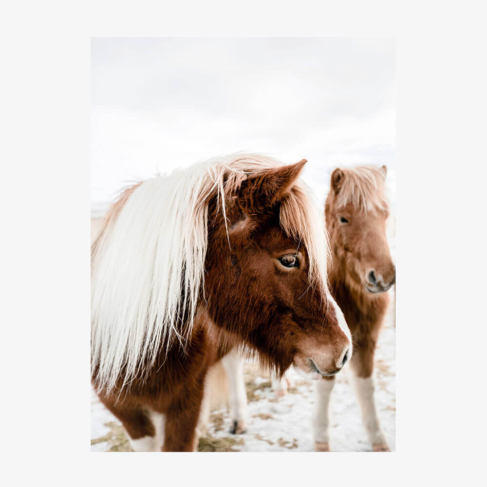 Wild Horse No. 1