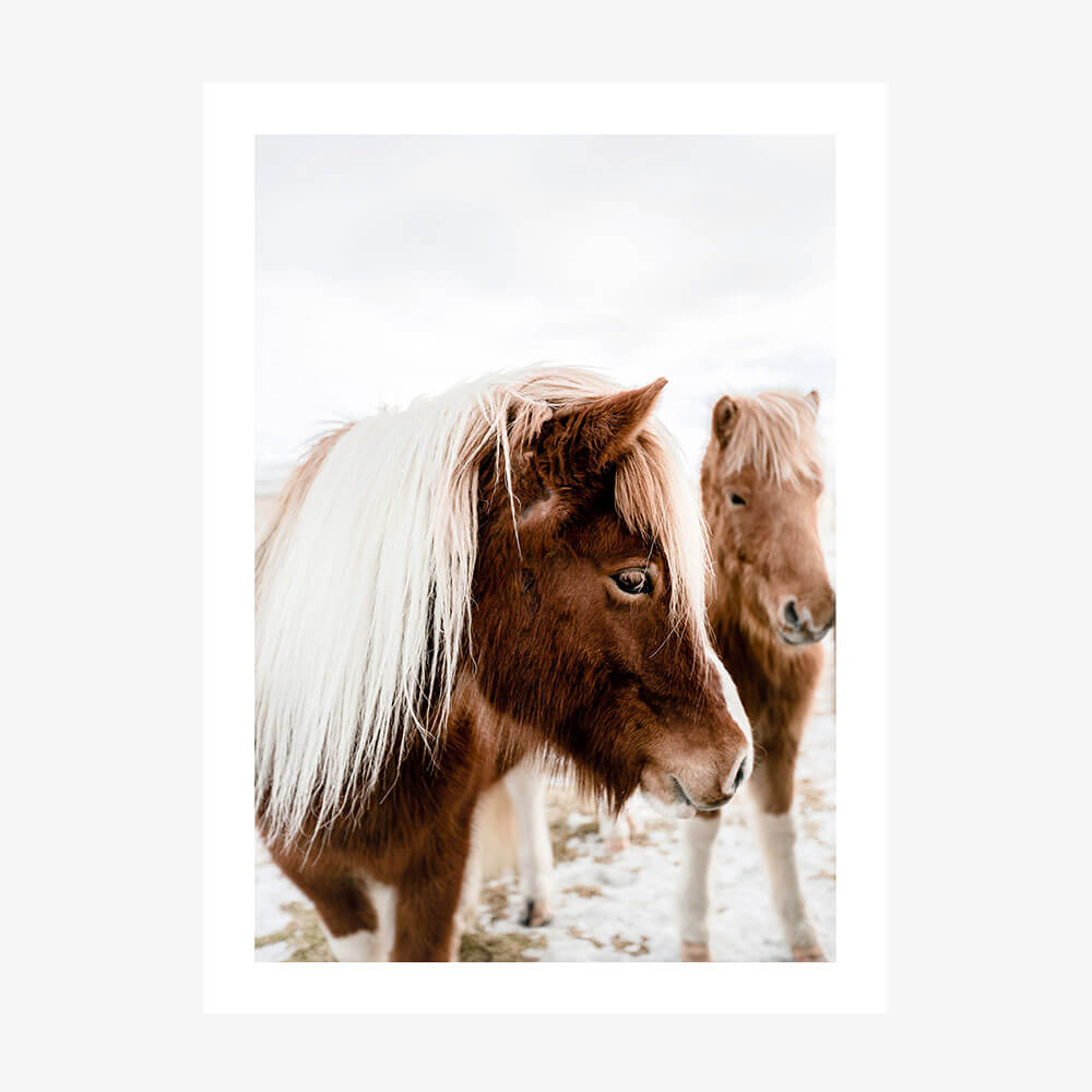 A wall art photography poster print featuring two horses, one with a white mane and another with a brown mane, in a wintry setting with snow on the ground.