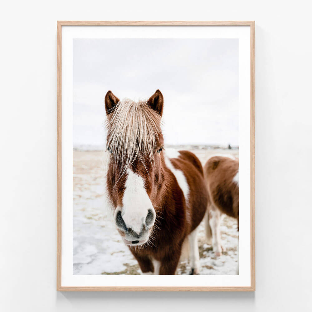 A framed wall art photo print featuring a wild Icelandic  horse.