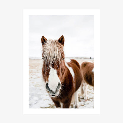 A photo poster print featuring a wild Icelandic  horse.