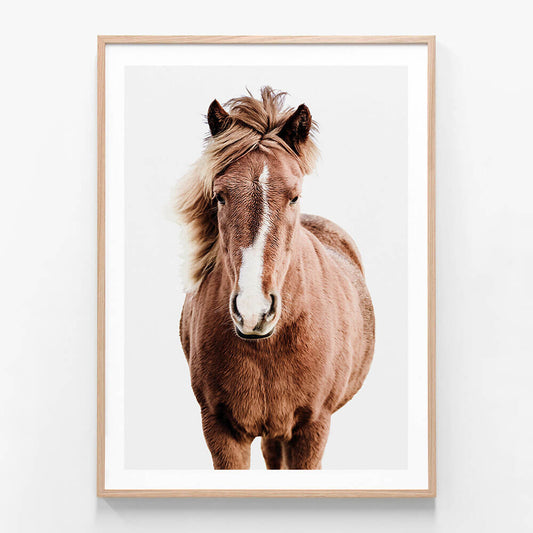 A photographic framed print of a horse with a brown coat and a white marking on the face, presented against a white background.