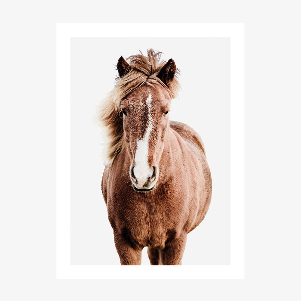 A photographic poster print of a horse with a brown coat and a white marking on the face, presented against a white background.