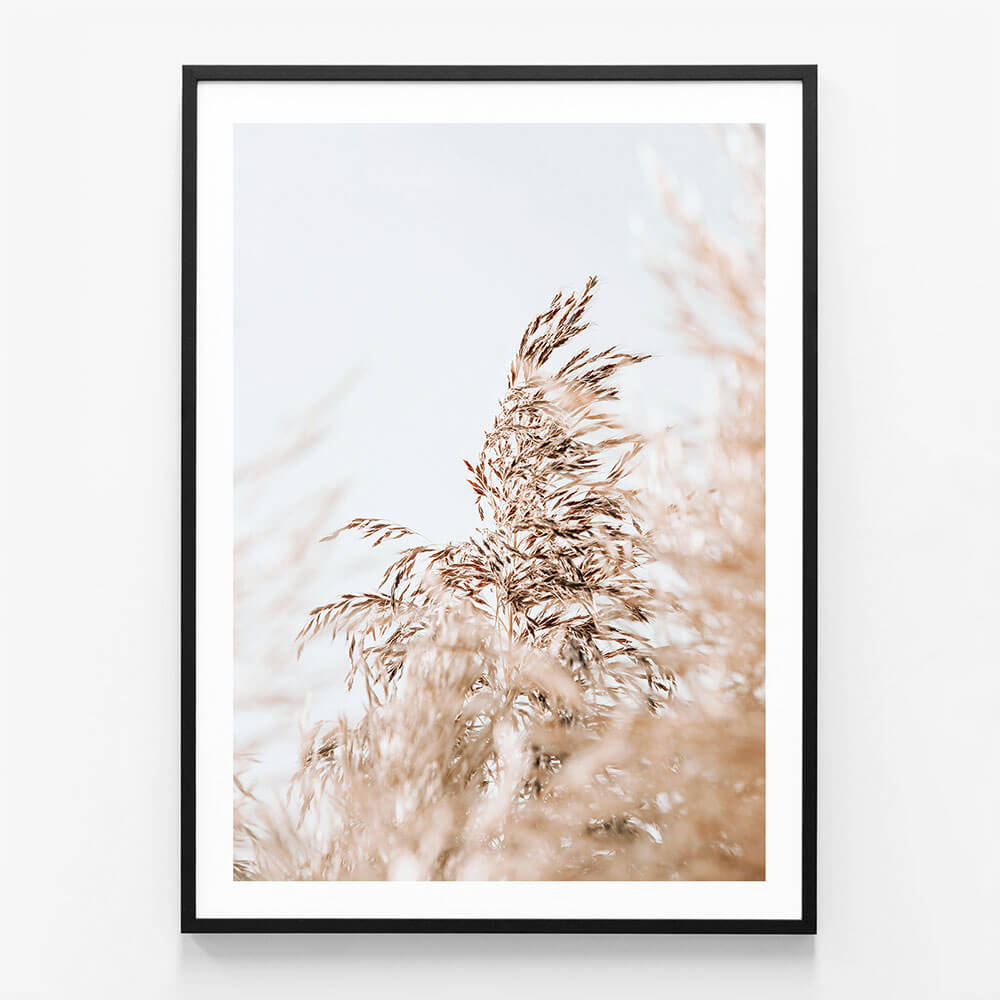 Wild Pampas