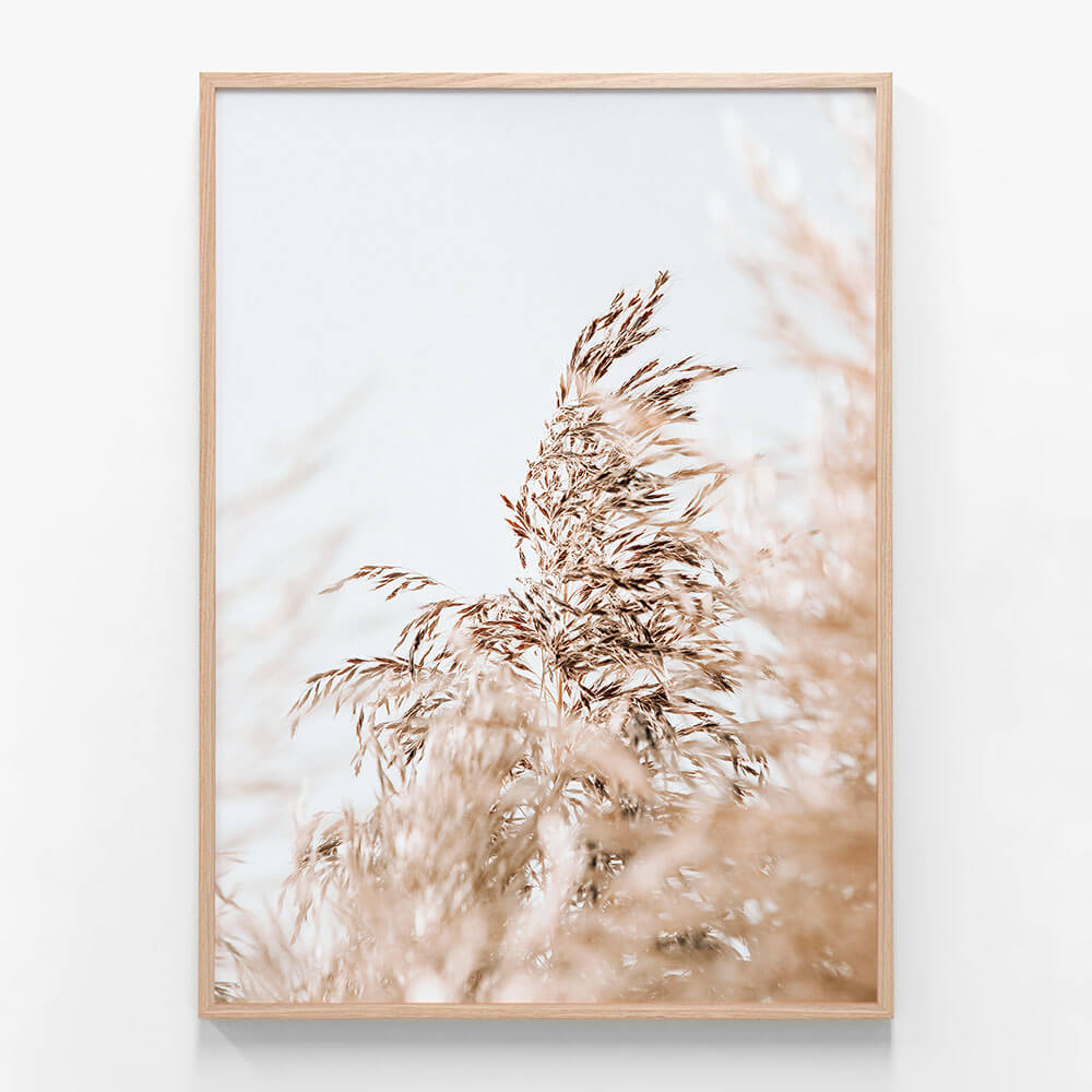 Wild Pampas