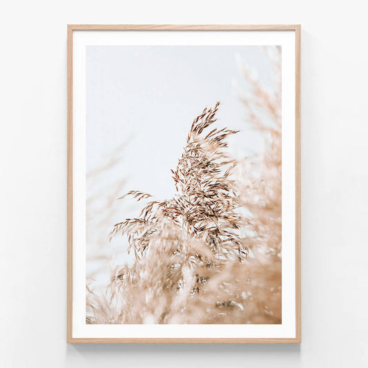 Wild Pampas
