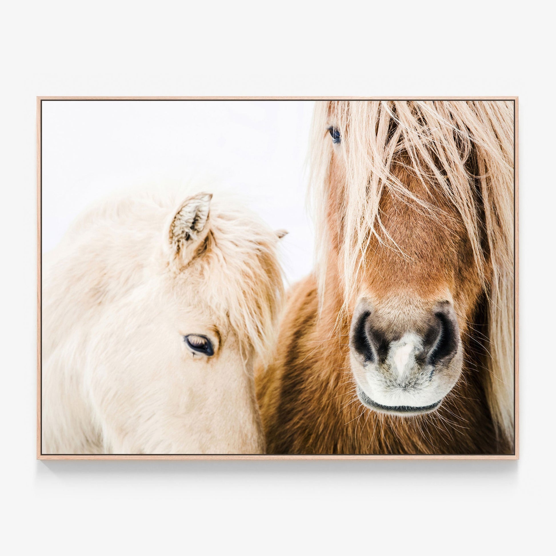 Wild Ponies photo Canvas art print in oak frame