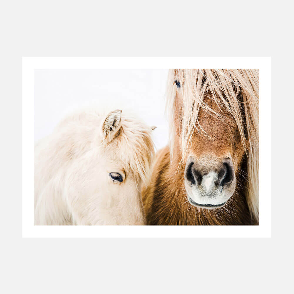 A photo poster print of two Icelandic horses.